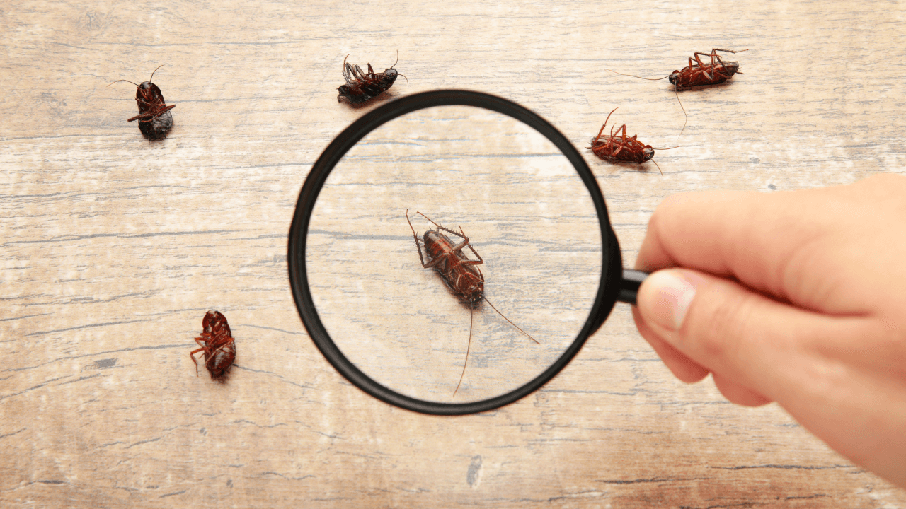 5 Signs That Indicate Its Time for Professional Pest Control