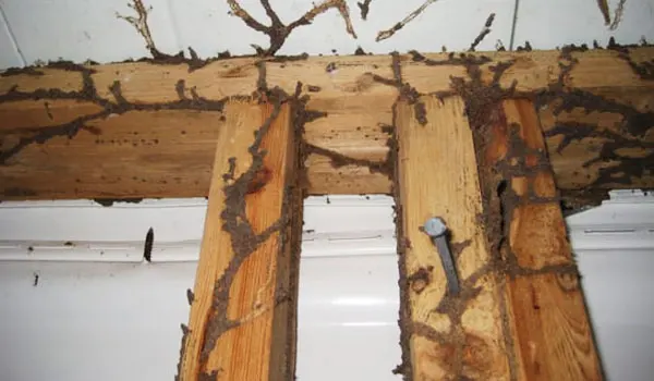Termites Pacific Beach