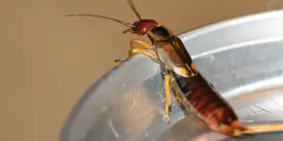 earwig 400x200 1