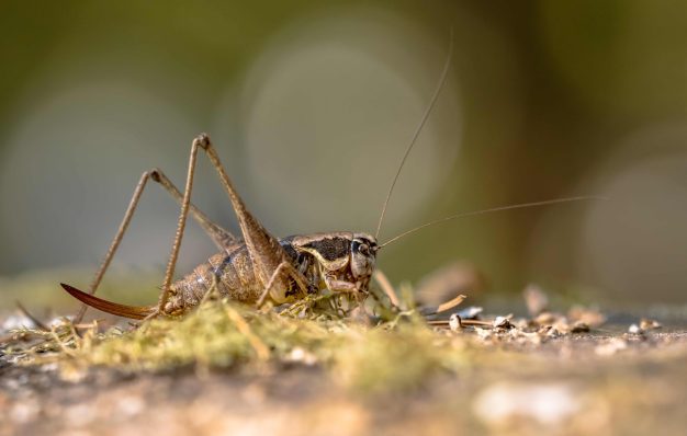 southern wartbiter katydid grasshopper 2023 11 27 04 55 35 utc scaled 626x398 1