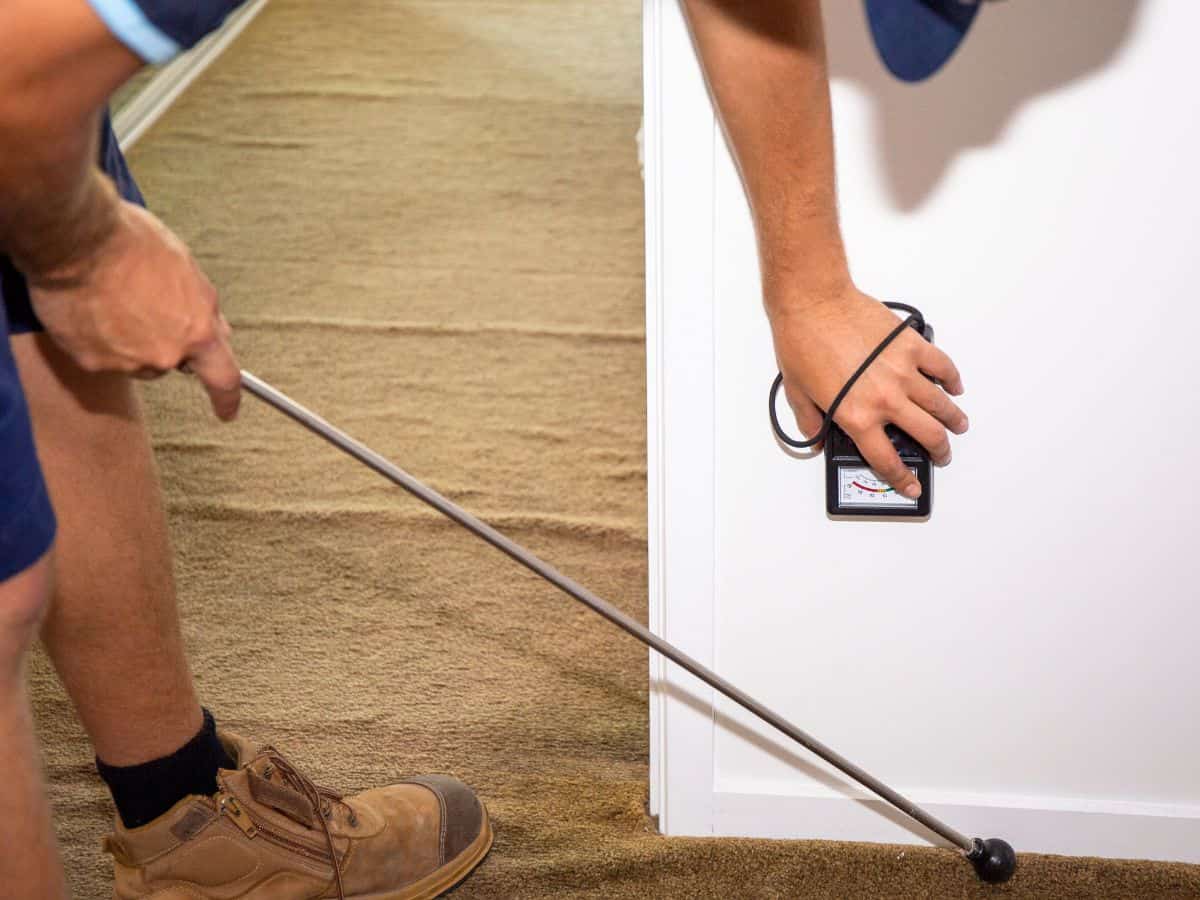 termite inspection