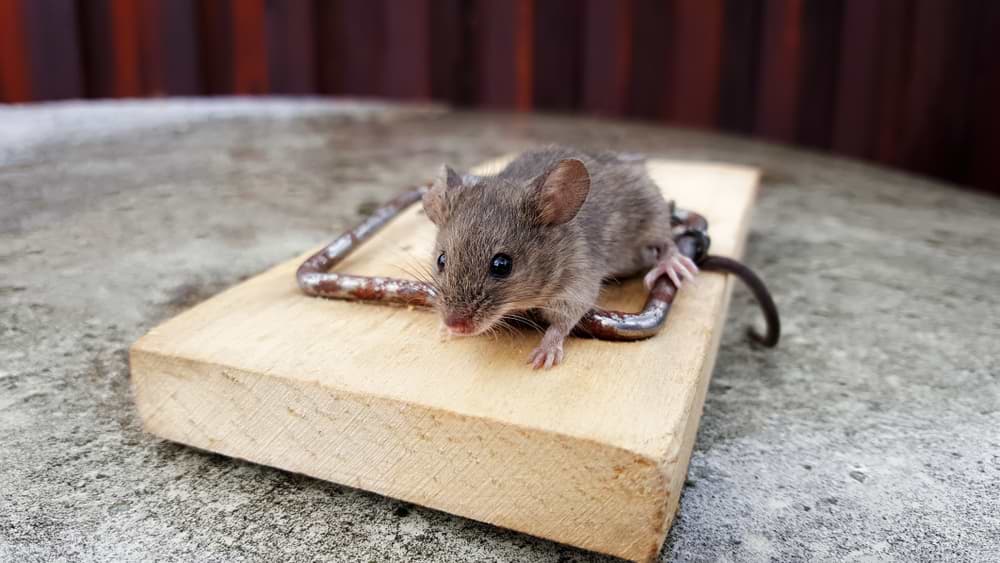 trap mice pest control
