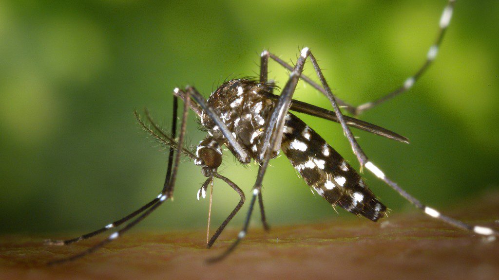 whymosquitocontrolisimportant 1